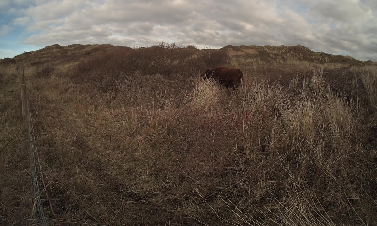 Matilda Tank on Braunton Burrows - Calf Visinse