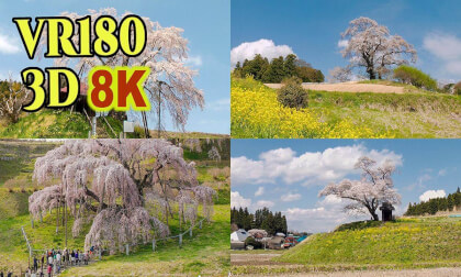 Famous Old cherry tree in Tohoku , JAPAN , shot on old 3D video camera