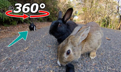VR 360° | Only one rabbit is not a friend!? VR Video VR 360° | Only one rabbit is not a friend!? VR