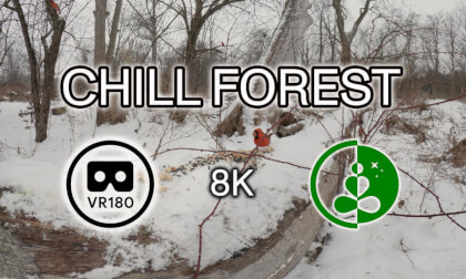CHILL FOREST | VR180 | 3D Experience VR Video CHILL FOREST | VR180 | 3D Experience VR
