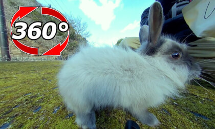 [360 Video] There was a rare type of rabbit on Okunoshima.