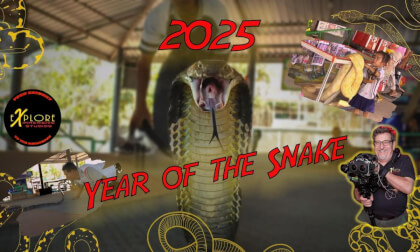 The Year of the Snake 20205 The Year of the Snake 20205