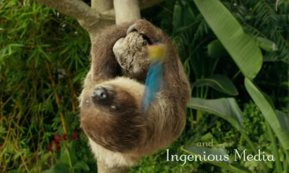 intro song of animals VR Video intro song of animals VR