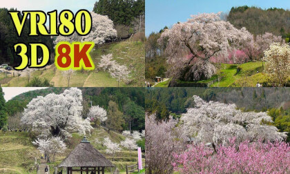 Famous Old cherry tree in Nara Prefecture , JAPAN , shot on old 3D video camera VR Video Famous Old cherry tree in Nara Prefecture , JAPAN , shot on old 3D video camera VR