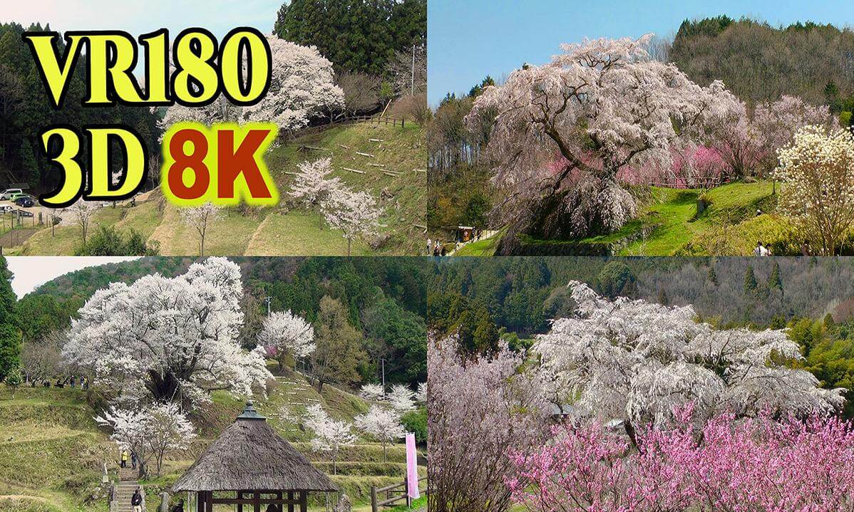 Famous Old cherry tree in Nara Prefecture , JAPAN , shot on old 3D video camera