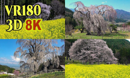 Famous Old cherry tree in Nagano Prefecture , JAPAN , shot on old 3D video camera