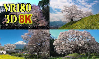 Famous Old cherry tree in Shizuoka,Kanagawa,Tokyo,Chiba , JAPAN , shot on old 3D video camera VR Video Famous Old cherry tree in Shizuoka,Kanagawa,Tokyo,Chiba , JAPAN , shot on old 3D video camera VR
