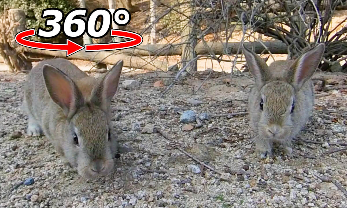 VR 360° | Kid rabbit challenge! They'll approach you, even though they're wary.