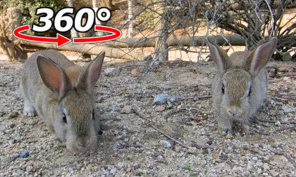 VR 360° | Kid rabbit challenge! They'll approach you, even though they're wary. VR Video VR 360° | Kid rabbit challenge! They'll approach you, even though they're wary. VR