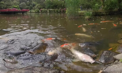 [180VR] Hangry Carps