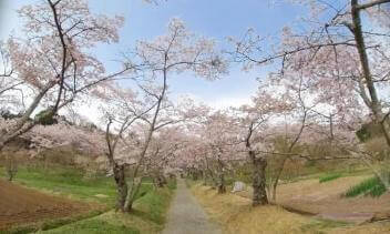 [180VR] Cherry Blossoms in Goshinji Temple in Fukushima Japan / 福島県護真寺、桜の参道と樹齢450年の枝垂れ桜