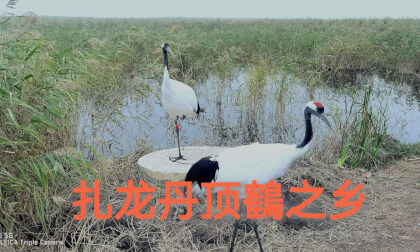 Zhalong - Hometown of Red crowned Crane - Crane Dance Performance Zhalong - Hometown of Red crowned Crane - Crane Dance Performance