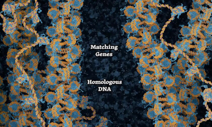 DNA Break Repair by Homologous Recombination (2024) Drew Berry wehi.tv (2160p_30fps_VP9 LQ-128kbit_AAC)
