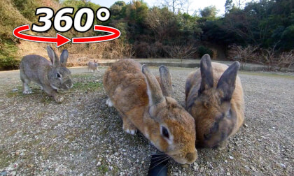 VR 360° | One minute later... they finally noticed! The rabbits in the distance came running to gather around! VR Video VR 360° | One minute later... they finally noticed! The rabbits in the distance came running to gather around! VR