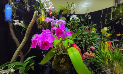 Maryland Orchid Society Annual Spring Show 2023 3D 180 VR VR Video Maryland Orchid Society Annual Spring Show 2023 3D 180 VR VR