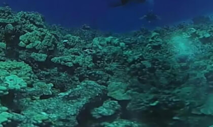 Dive 501 stabilized-enhanced_injected VR Video Dive 501 stabilized-enhanced_injected VR