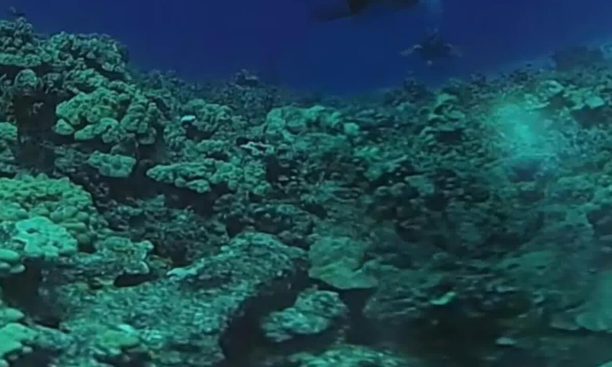 Dive 501 stabilized-enhanced_injected