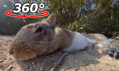 VR 360° | A lazy moment spent with a rabbit. VR Video VR 360° | A lazy moment spent with a rabbit. VR