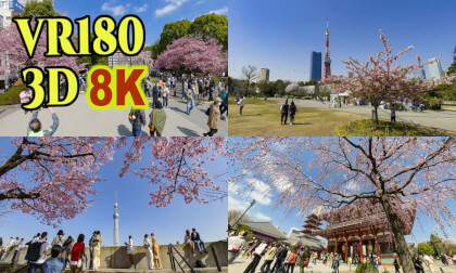 Early blooming cherry blossoms in Tokyo VR Video Early blooming cherry blossoms in Tokyo VR
