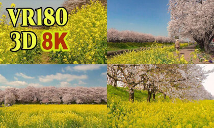Spectacular views of cherry blossoms and rape blossoms in Saitama Prefecture,JAPAN VR Video Spectacular views of cherry blossoms and rape blossoms in Saitama Prefecture,JAPAN VR