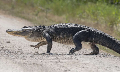 Alligator Farm in VR Alligator Farm in VR