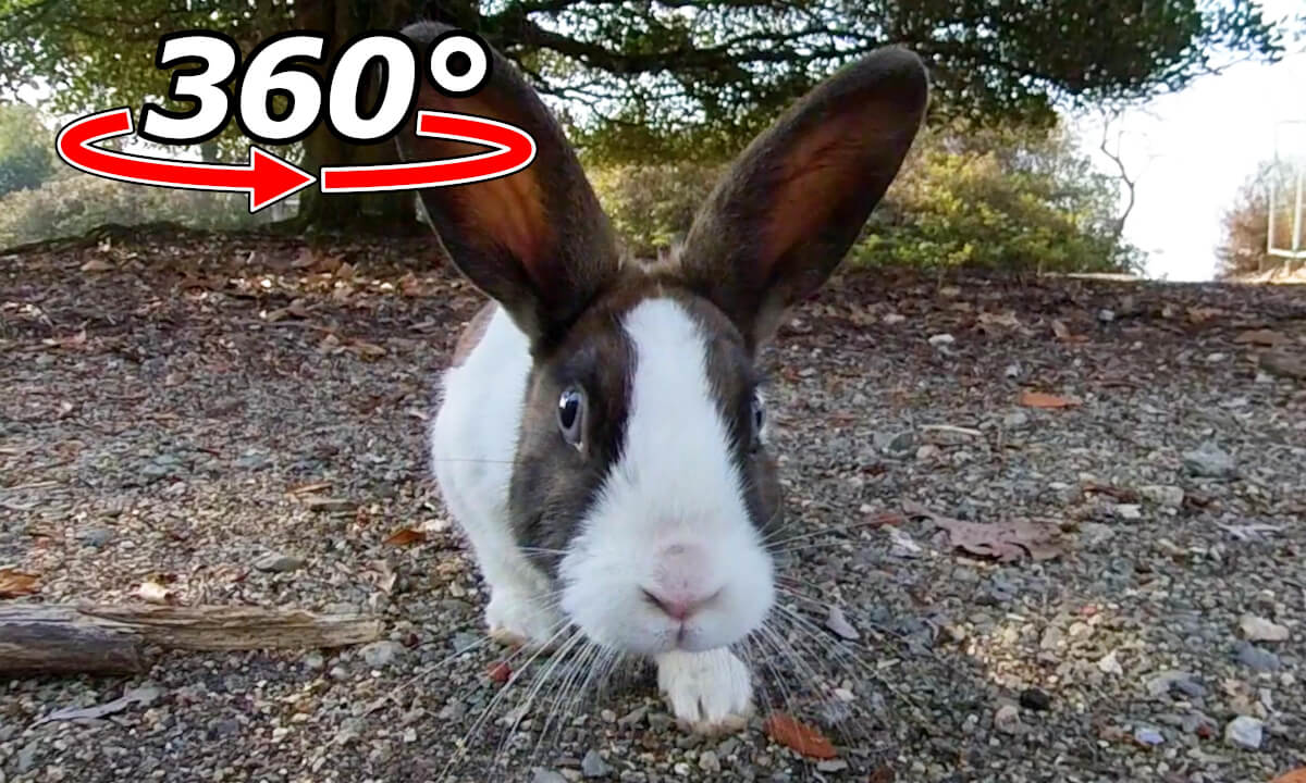 VR 360° | A very wary rabbit will gather up its courage and approach you.