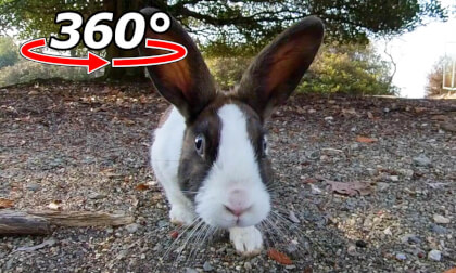 VR 360° | A very wary rabbit will gather up its courage and approach you. VR Video VR 360° | A very wary rabbit will gather up its courage and approach you. VR