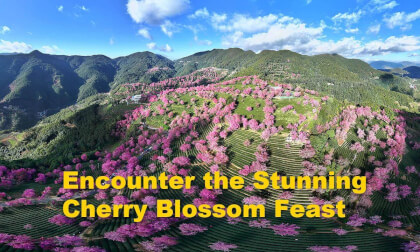 Encounter the Stunning Cherry Blossom Feast