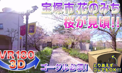 [VR180 3D] Cherry blossoms in 2022 at -Hana no Michi- in Takarazuka City!!