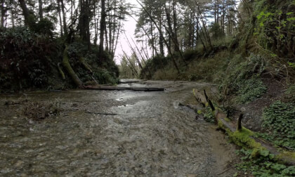 Nature ASMR Fern Canyon