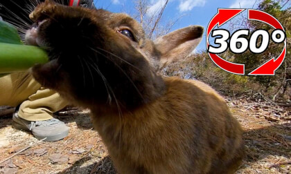 [360 Video] A rabbit that clings to cabbage until satisfied.