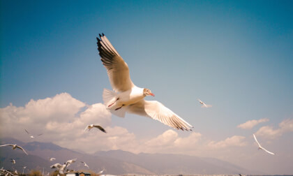 Feeding the Sky Dancers of Erhai Lake Feeding the Sky Dancers of Erhai Lake