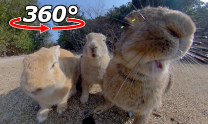VR 360° | Territorial issues? The rabbits came in front of me! But there are some rabbits that I can't get close to.