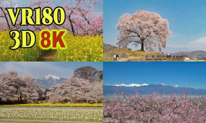 Spectacular view spots of cherry blossoms  and peach blossoms in the Kofu Basin VR Video Spectacular view spots of cherry blossoms  and peach blossoms in the Kofu Basin VR