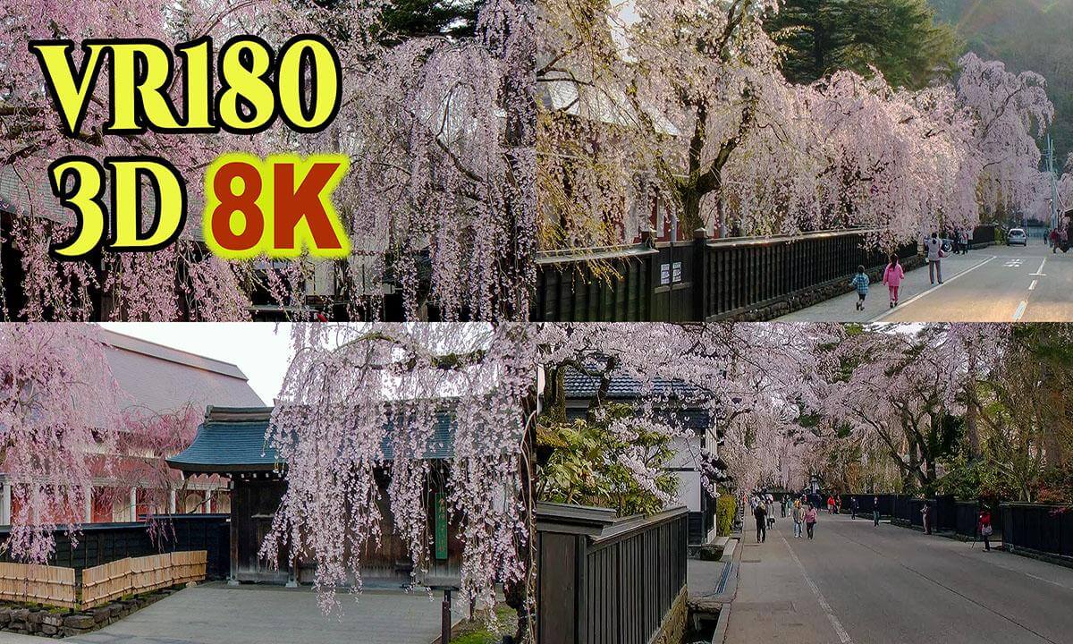 Samurai residences and weeping cherry blossoms in Kakunodate , Akita,JAPAN