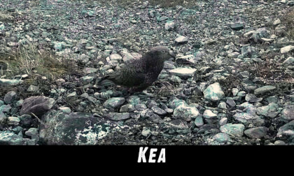 Kea at Arthurs Pass, NZ