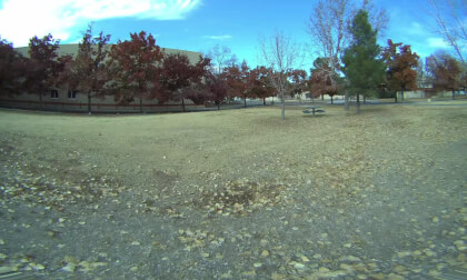 Trees 3D VR 8K 180 VR Video Trees 3D VR 8K 180 VR