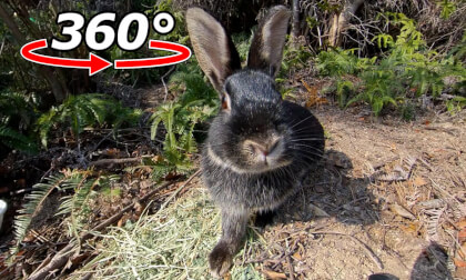 VR 360° | Repeat approaching and leaving! A timid but friendly black rabbit. VR Video VR 360° | Repeat approaching and leaving! A timid but friendly black rabbit. VR