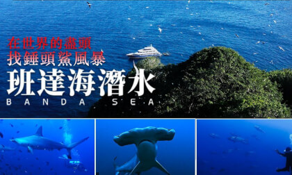 Diving in  BandaSea:在世界的盡頭尋找鎚頭鯊風暴 Diving in  BandaSea:在世界的盡頭尋找鎚頭鯊風暴