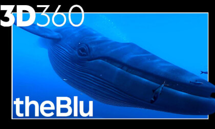 the Blu: Whale Encounter (3D 360) VR Video the Blu: Whale Encounter (3D 360) VR