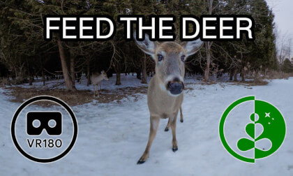 FEED THE DEER | VR180 | 8K | Wildlife Experience VR Video FEED THE DEER | VR180 | 8K | Wildlife Experience VR