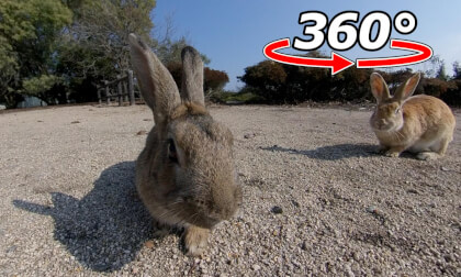 VR 360° | Survival of the fittest?! Only the strong rabbits can get close to you! VR Video VR 360° | Survival of the fittest?! Only the strong rabbits can get close to you! VR
