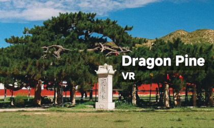 How does an ancient tree survive for a 1000 years?|Nine Dragon Pine – VR180 Adventure! VR Video How does an ancient tree survive for a 1000 years?|Nine Dragon Pine – VR180 Adventure! VR