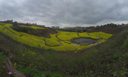 The Fields of Rapeseed Flowers