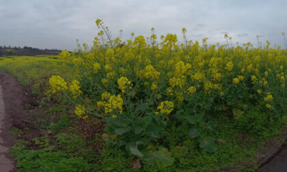 Strolling in the fields of rapeseed flowers