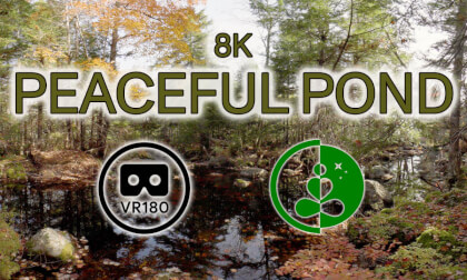 PEACEFUL POND | 8K VR180° | Relaxing Forest Sounds VR Video PEACEFUL POND | 8K VR180° | Relaxing Forest Sounds VR