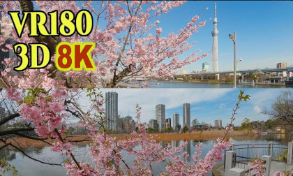 Early-blooming cherry blossoms 2025 in TOKYO,JAPAN VR Video Early-blooming cherry blossoms 2025 in TOKYO,JAPAN VR