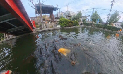Japanese experience day 6 - Trip to Kyoto, fish feeding VR Video Japanese experience day 6 - Trip to Kyoto, fish feeding VR