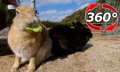 [360 Video] Rabbits eat before playing tennis.