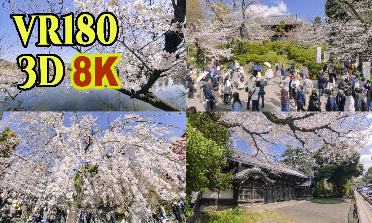 Cherry blossoms at Ueno Park in Tokyo,Japan